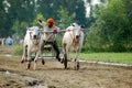 Bullock cart racing Royalty Free Stock Photo