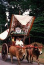 Bullock cart ride