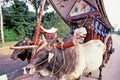 Bullock cart ride Royalty Free Stock Photo