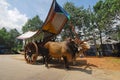 Bullock cart ride Royalty Free Stock Photo