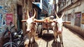 Two bull tied with bullock cart with big horn inside lane empty Street