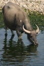 Bullock Dinking, China