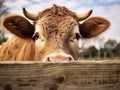 Bullock looking over fence