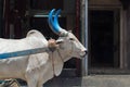 Bullock pulling a bullock cart in India Royalty Free Stock Photo