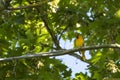 Bullock`s Oriole perched in a maple tree