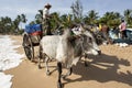 A bullock team move along the beach at Arugam Bay in Sri Lanka.