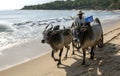 A bullock team move along the beach at Arugam Bay to collect baskets of fish.