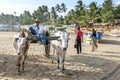 A bullock team waits on Arugam Bay beach in Sri Lanka.