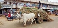 Bullocks and Oxen Pulling Farmers Cart Loaded with Sugar Cane, Badagandi, Bilgi Taluka, Bagalko, Karnataka, India