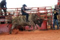 Bullriding at the rodeo