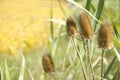 Bullrush in the Fall