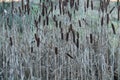 Bullrush Plant Heads.