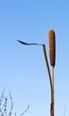 Bullrush plant / reed