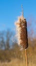 Bullrush in seed