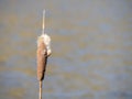 Bullrush with seeds against defocussed background.