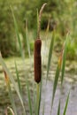 Bullrush in a Swamp