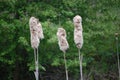 Bullrushes blowing in the spring breeze 2