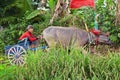 Bulls in action on traditional balinese water buffalo races