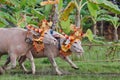 Bulls in action on traditional balinese water buffalo races