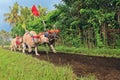 Bulls in action on traditional balinese water buffalo races