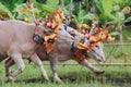 Bulls in action on traditional balinese water buffalo races