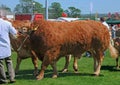Bulls at an agricultural show Royalty Free Stock Photo