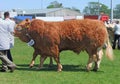 Bulls at an agricultural show Royalty Free Stock Photo