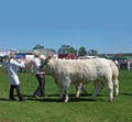 Bulls at an agricultural show with blue sky for text copy Royalty Free Stock Photo