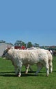 Bulls at an agricultural show with blue sky for text copy Royalty Free Stock Photo