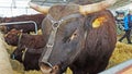 Bulls at an agricultural show in Ireland Royalty Free Stock Photo