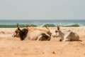 Bulls on the beach in the town of Bijilo Royalty Free Stock Photo