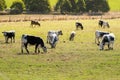 Bulls, calves in white streaked with black spot on skin grazing