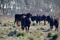 Bulls in Camargue Royalty Free Stock Photo