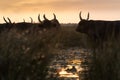 bulls in the Camargue area Royalty Free Stock Photo