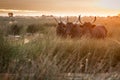 bulls in the Camargue area Royalty Free Stock Photo