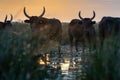 bulls in the Camargue area Royalty Free Stock Photo