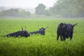 Bulls of Camargue in field Royalty Free Stock Photo