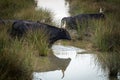 natural scene in Camargue with bulls Royalty Free Stock Photo