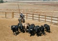 Bulls in a cattle raising, Spain