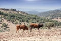 Bulls in countryside, Andalusia, Spain Royalty Free Stock Photo