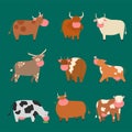 Bulls cows farm animal character vector illustration cattle mammal nature wild beef agriculture.