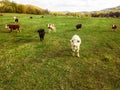 Bulls and cows graze on pasture in autumn.cattle in field. livestock and farming