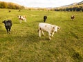 Bulls and cows graze on pasture in autumn.cattle in field. livestock and farming