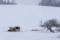 Bulls and cows are in a pasture where it is snowy Royalty Free Stock Photo