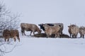 Bulls and cows are in a pasture where it is snowy Royalty Free Stock Photo