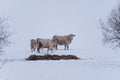 Bulls and cows are in a pasture where it is snowy Royalty Free Stock Photo