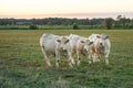 White bulls grazing in green meadow when the sun goes down in Bourgogne. France, Burgundy.