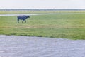 Bulls in a farm in Lagoa do Peixe National Park