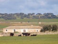 BULLS ON FARM Royalty Free Stock Photo