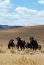 Bulls in field, Medina Sidonia, Spain. Royalty Free Stock Photo